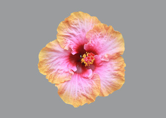 Naklejka premium Hibiscus flower petals open
