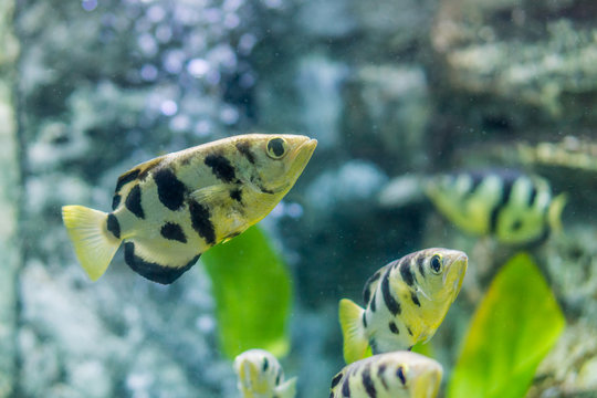 Toxotes chatareus in aquarium fish tank. It is also known as Archer fish, Blowpipe fish, Seven-spot archerfish or Largescale archerfish.