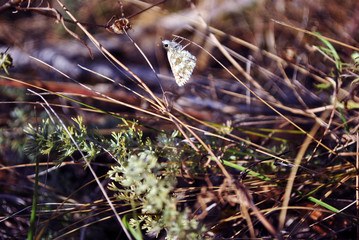 Pyrgus albescens or the white checkered skipper tiny butterfly sitting  on dry grass, side view,...