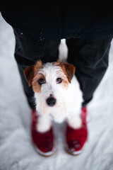 Beautiful puppy of breed Jack Russell Terrier in the winter forest