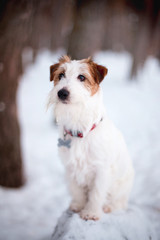 Beautiful puppy of breed Jack Russell Terrier in the winter forest