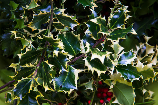 Festive holly leaf background. Traditional Christmas decoration.