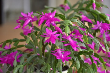 The cactus Decembrist beautiful pink blooms