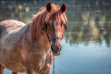 Obraz premium portrait of beautiful horse