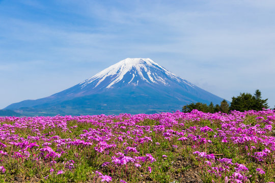 Fuji@Yamaページ Fuji-Yama Images – Browse 56 Stock Photos, Vectors, and Video