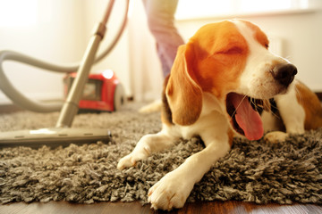 The girl does the cleaning with a vacuum cleaner, next to her is a beagle dog.
