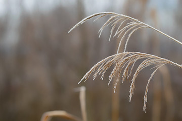 frosted blade of grass