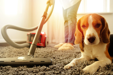 The girl does the cleaning with a vacuum cleaner, next to her is a beagle dog.