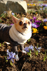 Fototapeta premium Cheerful dog in the colors of the spring day