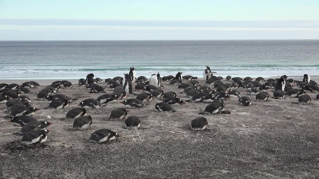 A colony of gentoo penguins hatching their eggs on Saunders Island, Falkland Islands