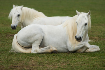 Two white horses © Marek