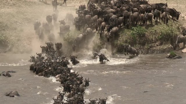 Blue Wildebeest (Connochaetes taurinus)  crossing the Mara river  during their annual migration, Serengeti N.P., Tanzania.
