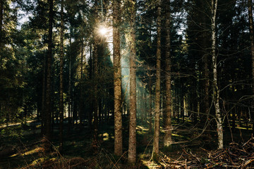 Sunlit dark forest in fall