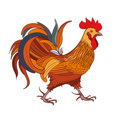 Rooster. Isolated. Colorful vector illustration 