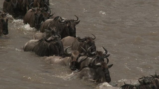 Blue Wildebeest (Connochaetes taurinus)  crossing the Mara river  during their annual migration, Serengeti N.P., Tanzania.
