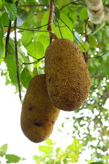 jackfruit on tree