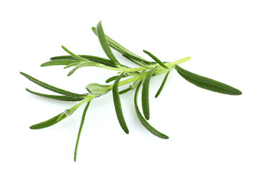 Branch of rosemary closeup.