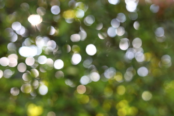 Obraz premium abstract blur sun light summer in the morning with green bokeh nature background