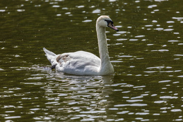 White swan in water
