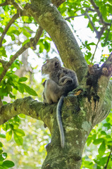Wild monkey sits on the tree