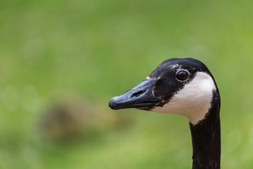 Portrait of canadian goose