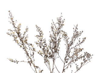 Dry field grass with seeds isolated on white background © dule964