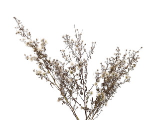 Dry field grass with seeds isolated on white background © dule964