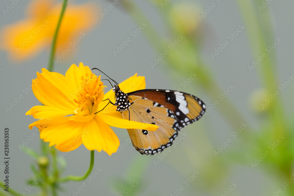 Canvas Prints butterfly on flower