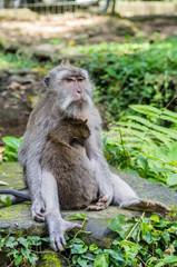 Naklejka na ściany i meble Wild female monkey sits with child in forest