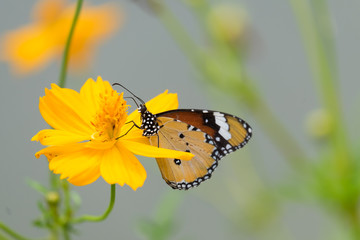 Butterfly on flower