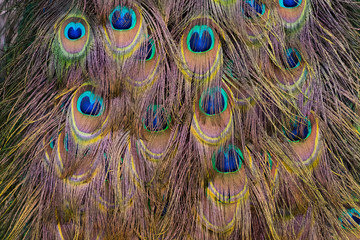 Fototapeta premium Details and patterns of peacock feathers.