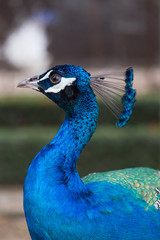 Peacock male color.