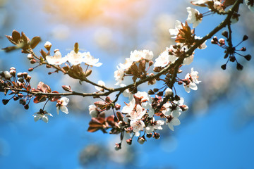 Blossoming of cherry flowers in spring time. Macro  