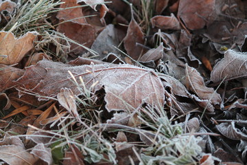 rime
