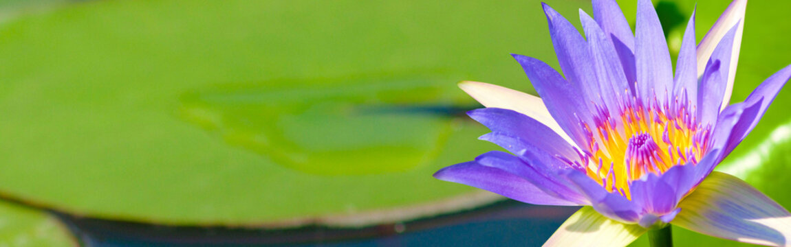  image of beautiful Lotus flower in water close-up