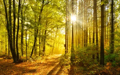 Foto auf Acrylglas Antireflex Wald im Herbst, warmes Licht der aufgehenden Sonne, die durch den Morgennebel bricht © AVTG