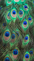 Details and patterns of peacock feathers.