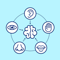Five human senses surrounding brain.  - obrazy, fototapety, plakaty
