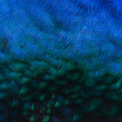 Details and patterns of peacock feathers.