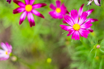 Fototapeta premium Flowers blur on the bokeh background.