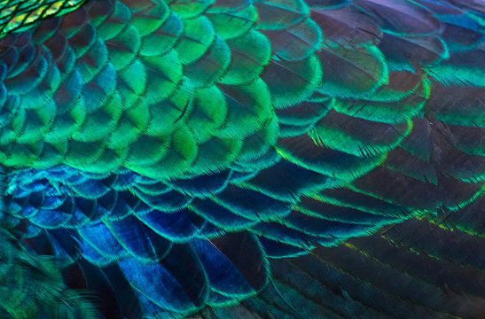 Details and patterns of peacock feathers.