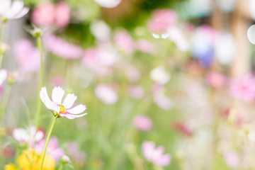 Flowers blur on the bokeh background.