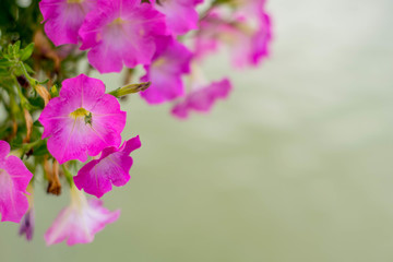 Flowers blur on the bokeh background.
