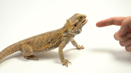 Bearded agama trying to bite a man by the finger