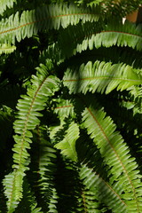 green leaf fern texture in wild nature