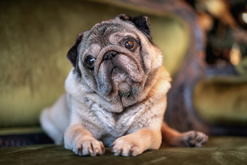 sad dog pug sitting at home on the sofa with hat and celebration stuffs - party with a lot of fun concept with funny pet looking at camera - new year eve and birthday style