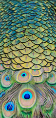 Obraz premium Details and patterns of peacock feathers.