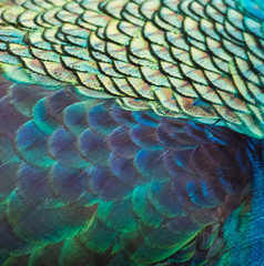 Fototapeta premium Details and patterns of peacock feathers.