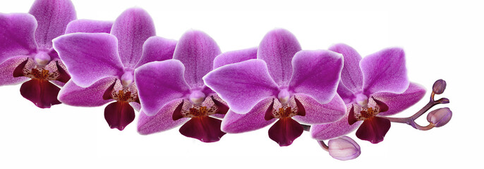  Orchid flower  on white background - 238166128