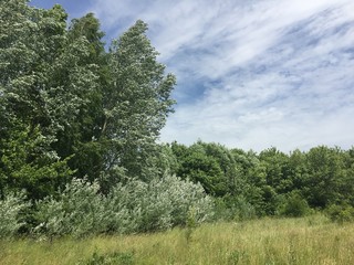 Obraz premium landscape with trees and blue sky
